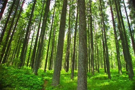 Natur